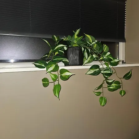 Naer Flyplass Og Alesund Sentrum Appartement Ytterland